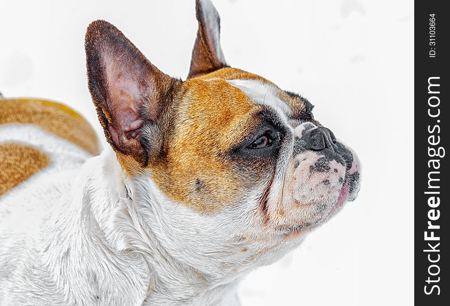 French Bulldog on snow.