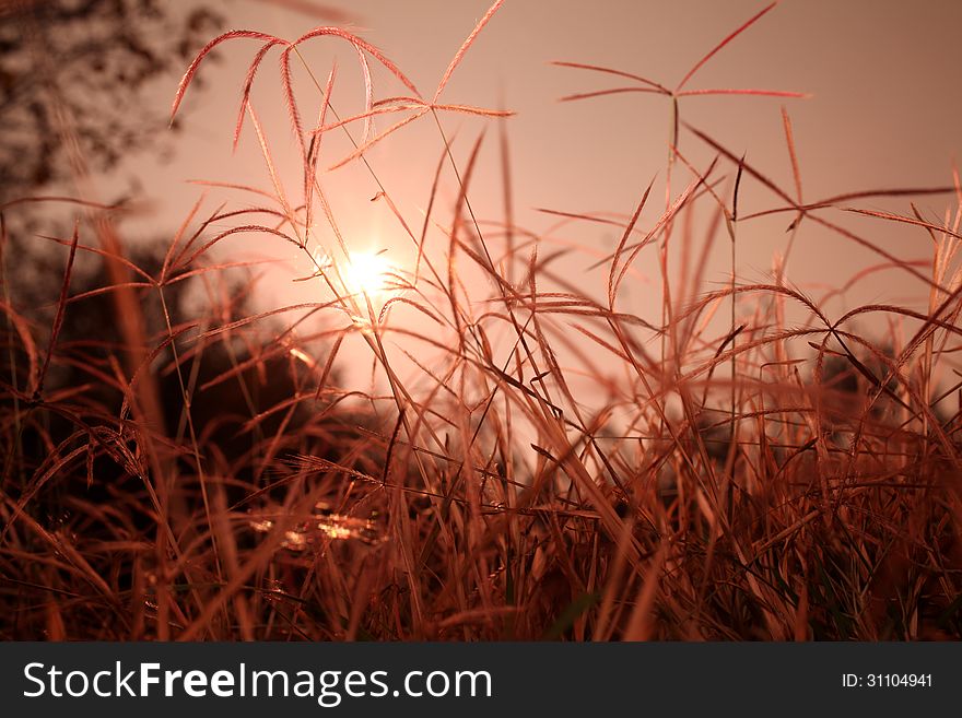 Grass glimmering in the rays of the rising sun. Grass glimmering in the rays of the rising sun.
