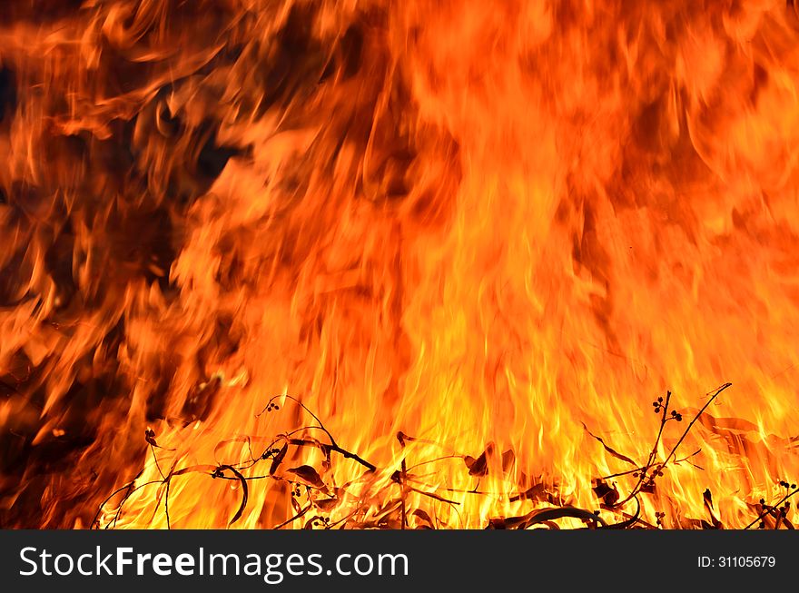 Close up burning fire with plant