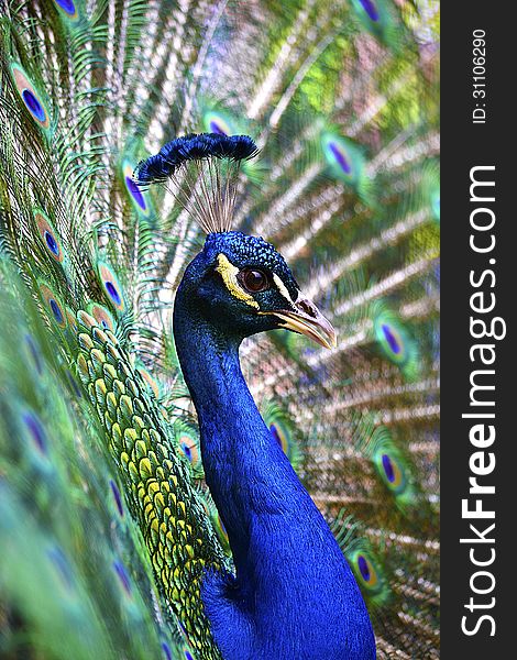 Peacock Spread tail-feathers showing off