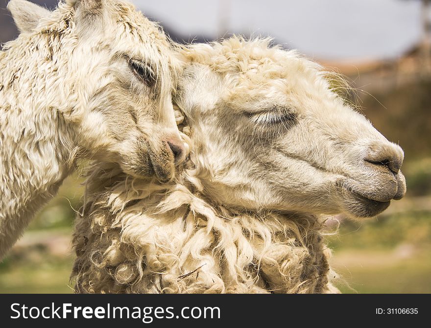 Llama (Lama glama) and its young. South America, Peru. Llama (Lama glama) and its young. South America, Peru