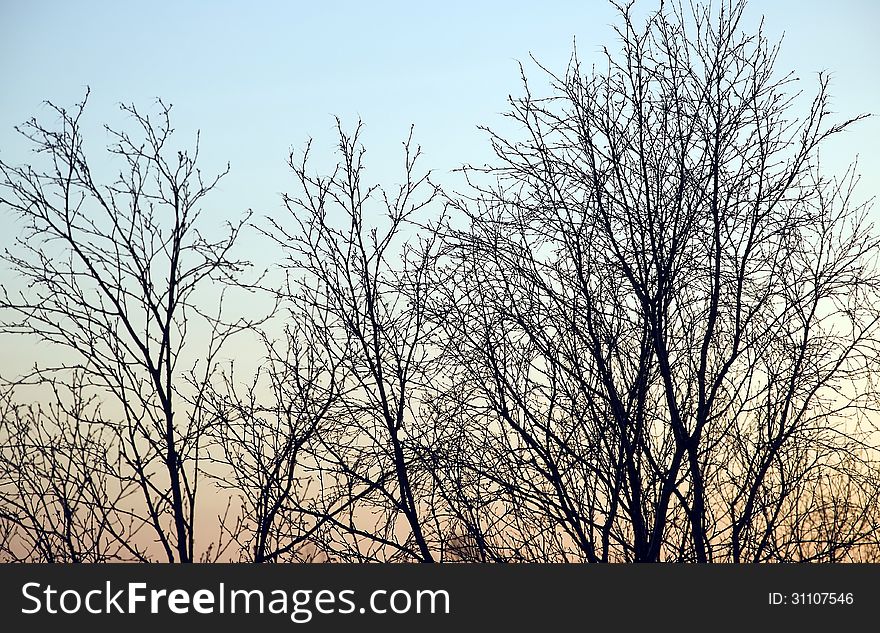 Abstract Sky And Branches