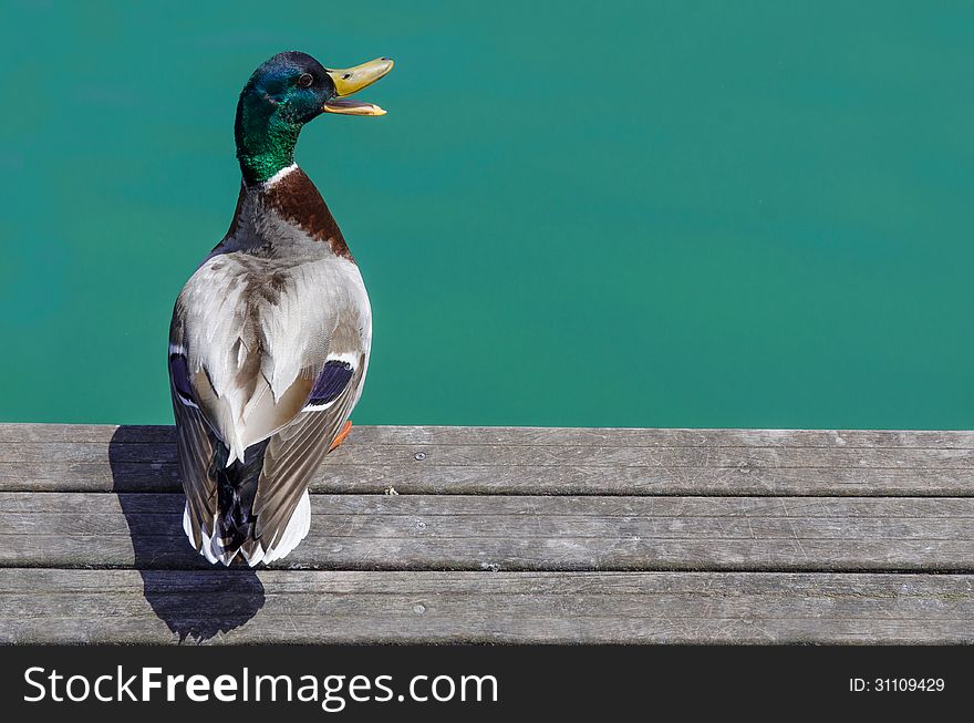 A duck in the border of the dock. A duck in the border of the dock