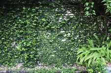 Plant Wall Stock Photography Plant Wall Stock Photography