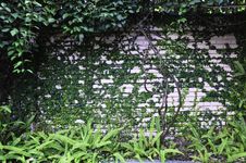 Plant Wall Royalty Free Stock Photography Plant Wall Royalty Free Stock Photography