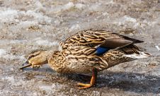 Female Mallard Duck Walks On Dirty Snow. Stock Photos