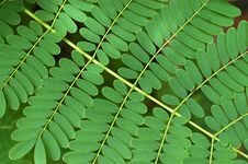 Bracken Background Royalty Free Stock Photos Bracken Background Royalty Free Stock Photos