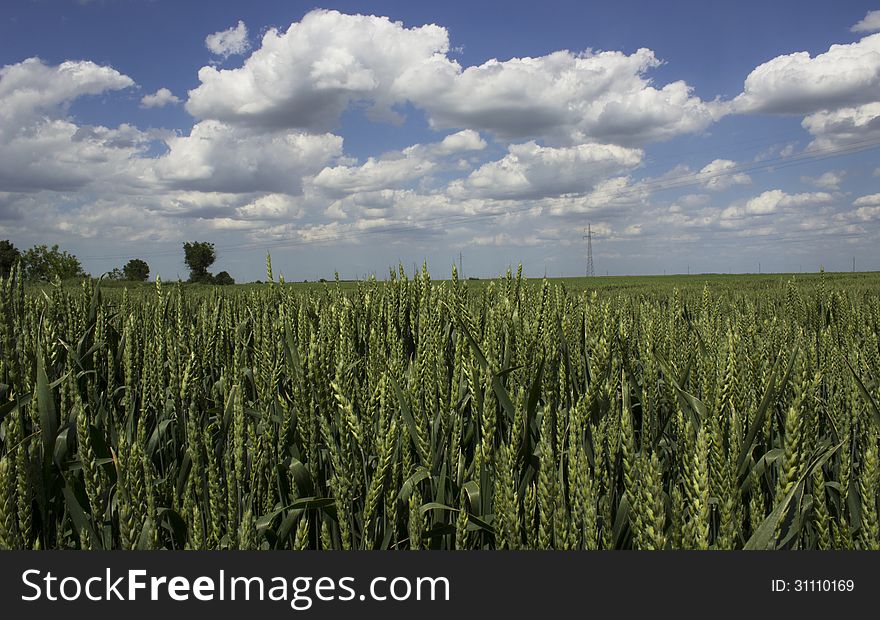 Grain field and blue sky