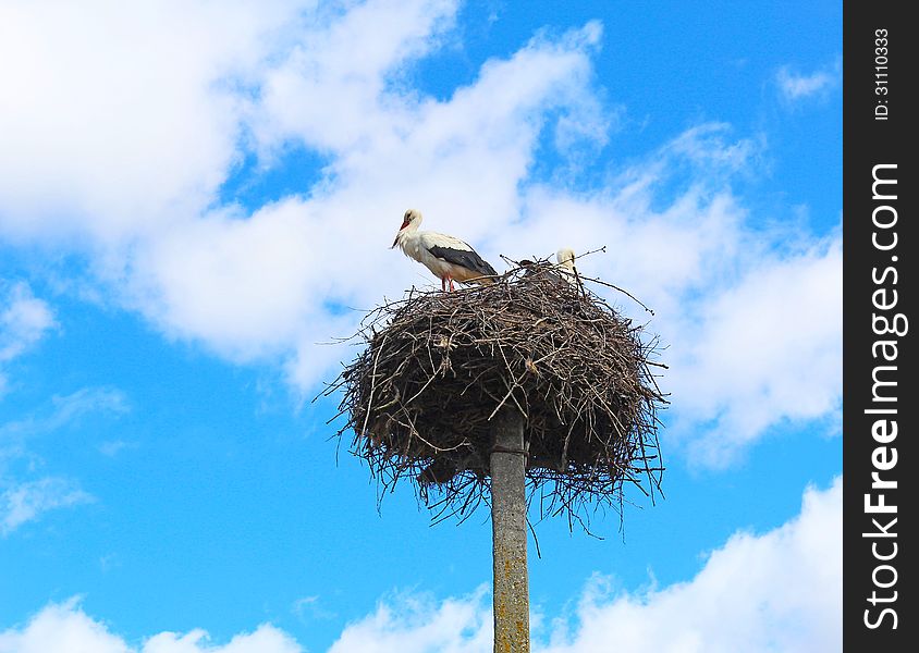 Storks came back to Lithuania, managed nesting. Storks came back to Lithuania, managed nesting