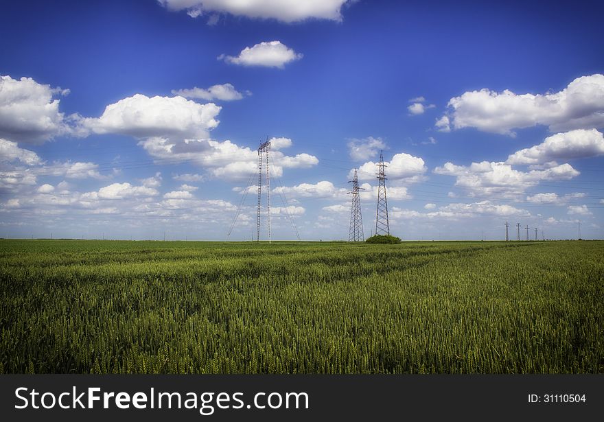 Grain Field