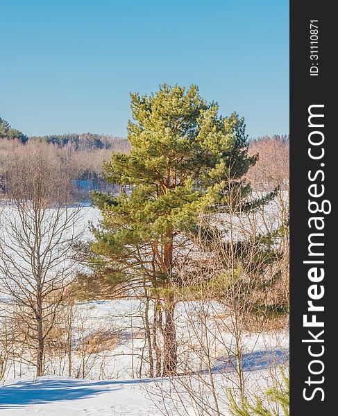 On the bank of the frozen lake.Letzy. Belarus. 2013.