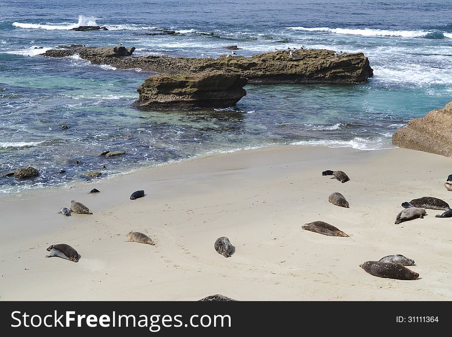 Seals relaxing on the beach in La Jolla. Seals relaxing on the beach in La Jolla