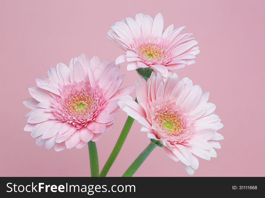 Three pink transvaal daisy isolated on a pink background