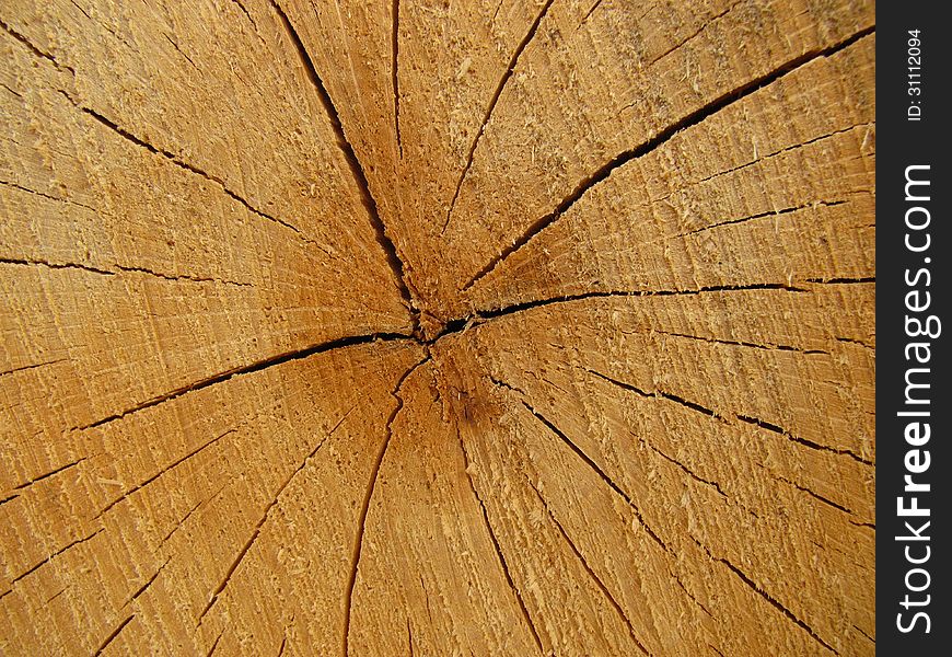 Crack in wood of coniferous breeds