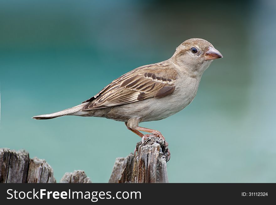 Sparrow on a tree trunk