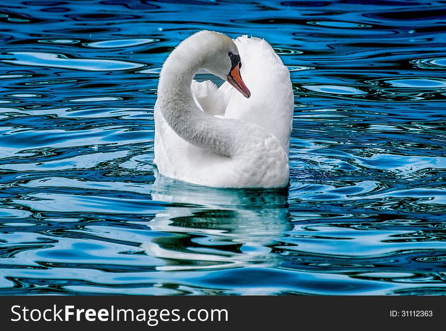 A swan on garda lake. A swan on garda lake