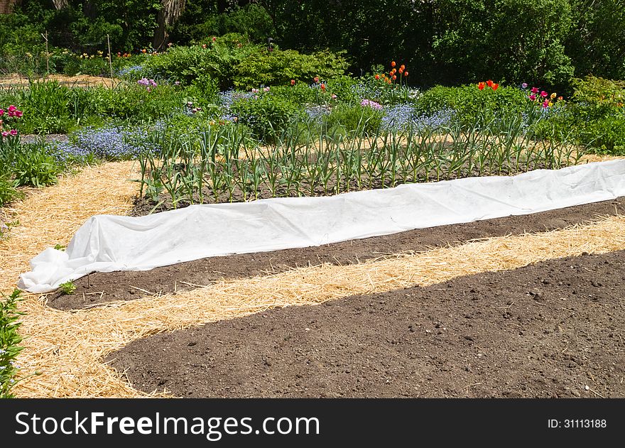 Kitchen garden in early spring with straw mulch. Kitchen garden in early spring with straw mulch