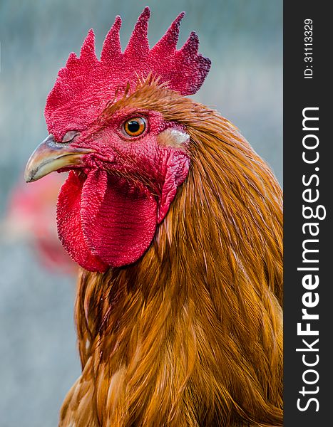 A beautiful red portrait. A beautiful red portrait