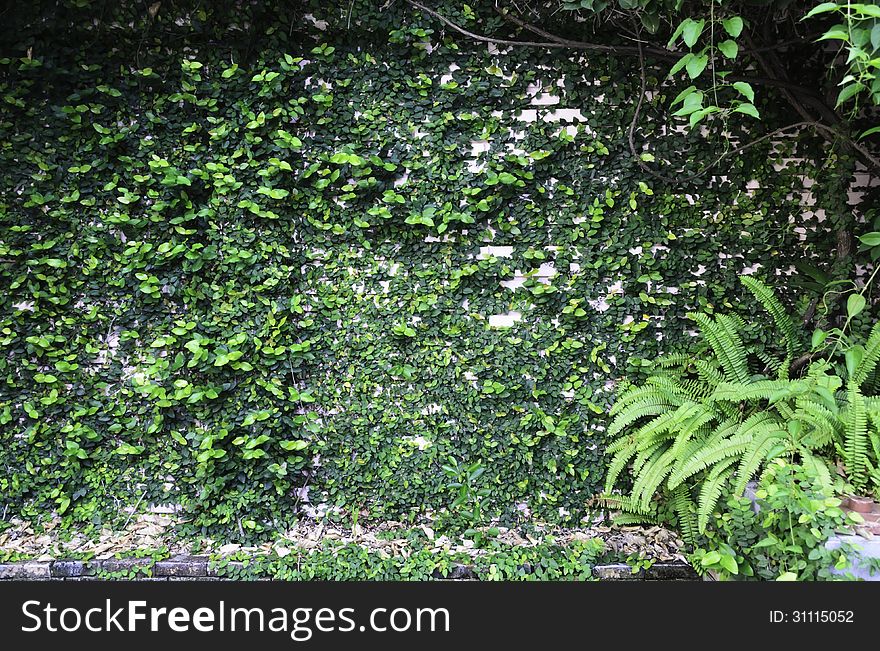 Plants thrive on a brick wall or fence. Plants thrive on a brick wall or fence