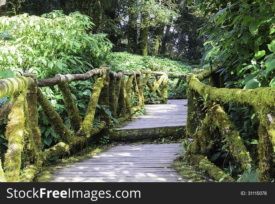 Wood bridge for people to walk into the forest