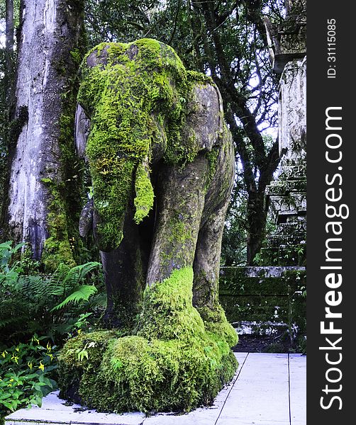 Plants on the elephant statue in the forest