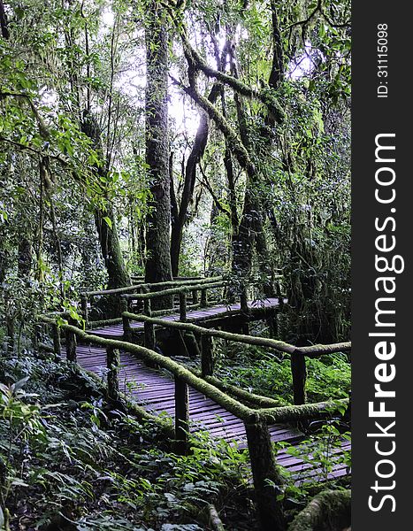 Wood bridge for people to walk into the forest