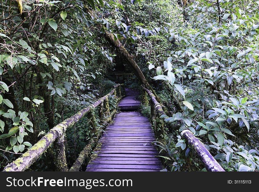 Wood bridge for people to walk into the forest