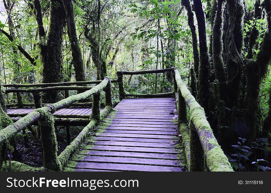 Wood bridge for people to walk into the forest