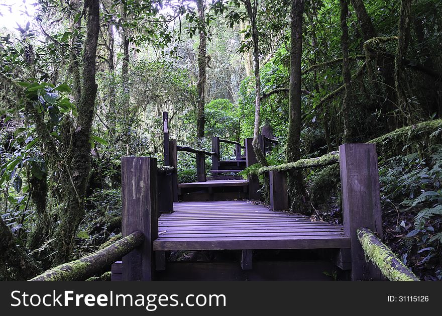 Wood bridge for people to walk into the forest