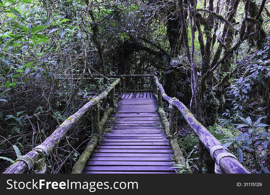 Wood bridge for people to walk into the forest