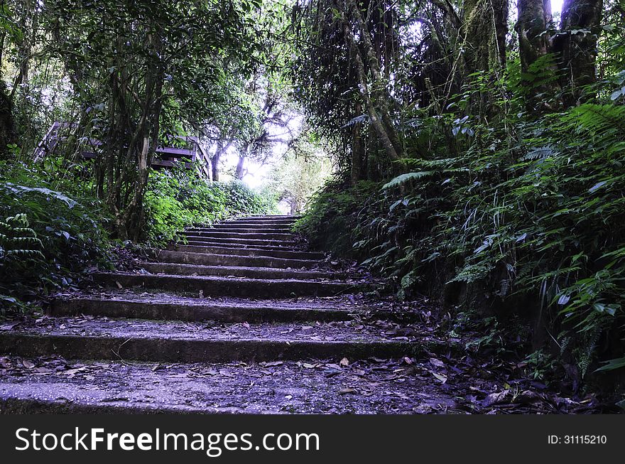 Staircase for people to walk into the forest. Staircase for people to walk into the forest