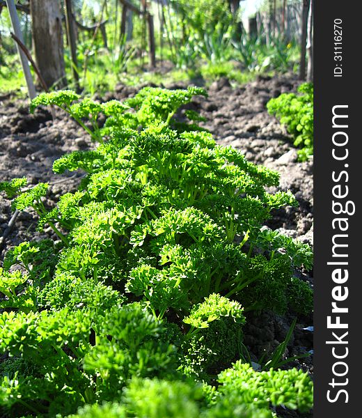 Young green plant of parsley