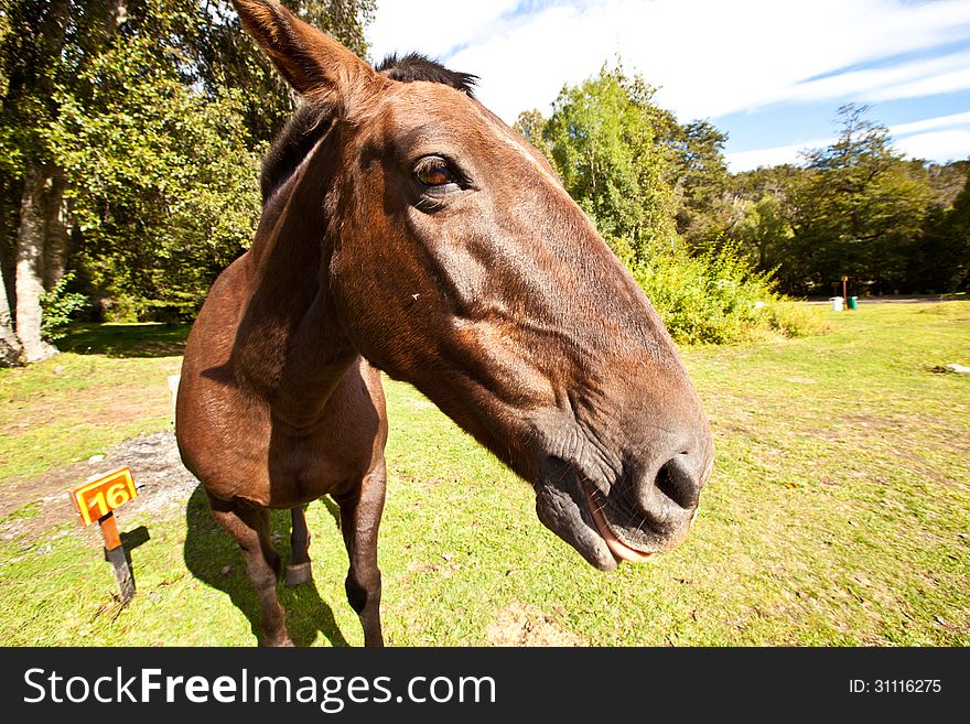 Wild horse in the nature looking at the camera