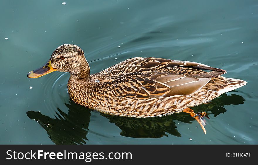 Female mallard duck. Spring in Minsk 2013 Belarus.