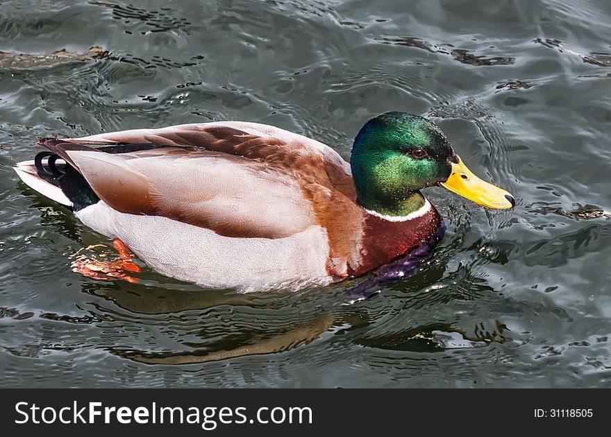 Male mallard duck in a pond.