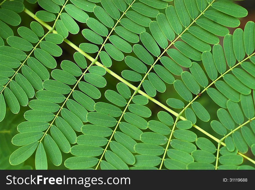 Abstract Background Texture Of Small Bracken Leaves. Abstract Background Texture Of Small Bracken Leaves