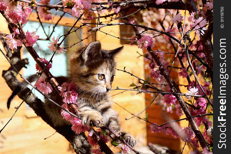 Kitten climbed the flowering almonds