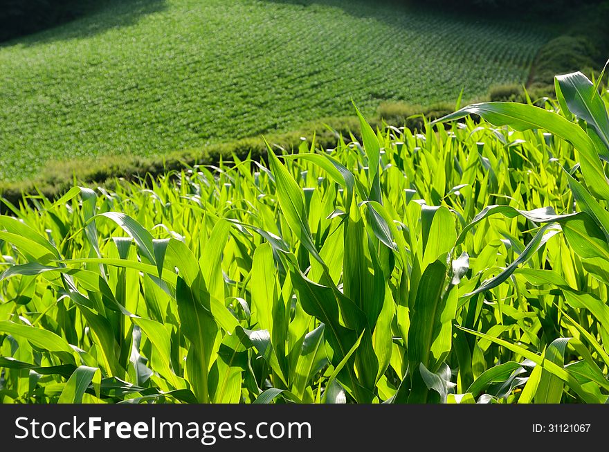 A sunlit field of the green corn is photographed close-up. A sunlit field of the green corn is photographed close-up.