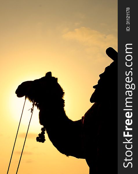 A silhouette of a camel during sunset on the beach