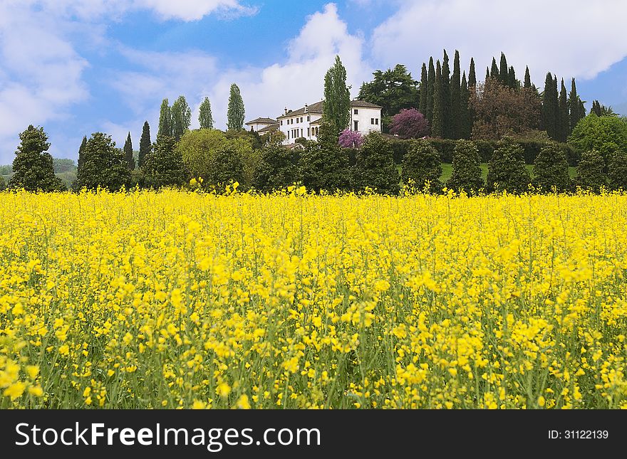 Landscape of yellow flower field with house on the hill
