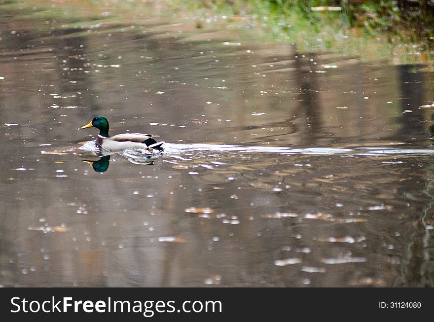 Duck on a lake in a park. Duck on a lake in a park