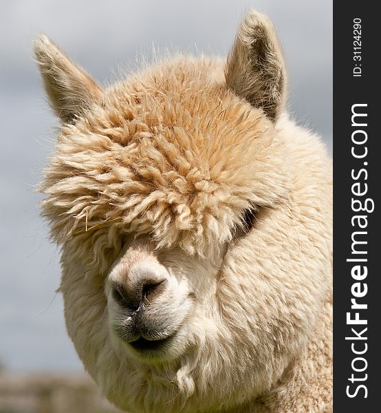 Llama