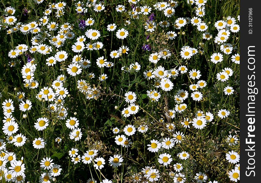 Chamomile flowers as a carpet, white petals, green grass. Chamomile flowers as a carpet, white petals, green grass