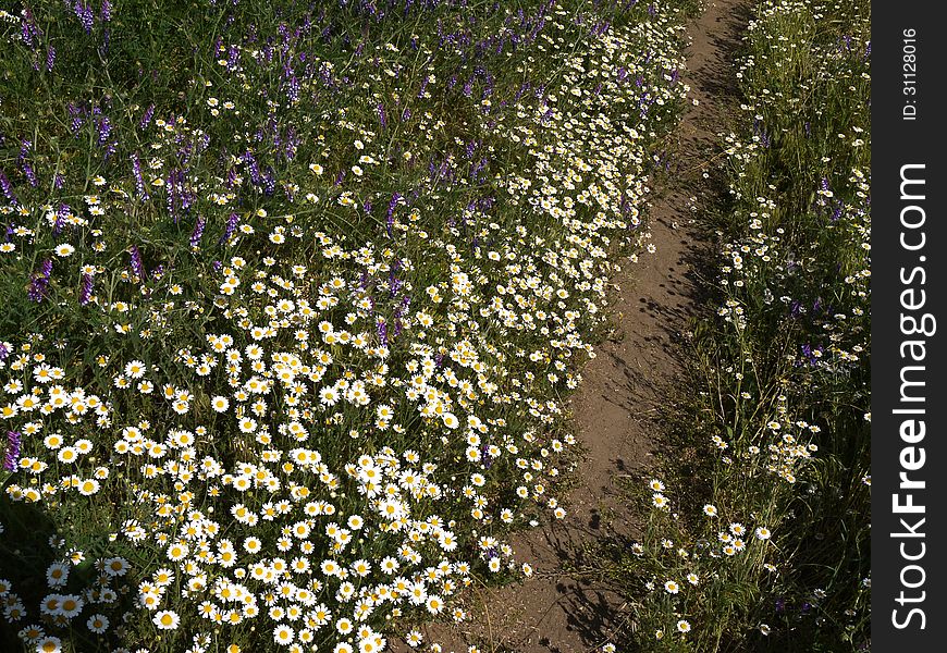 Footpath on the flowery meadow