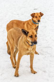 Two Dogs. Stock Images
