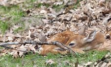 Whitetail Deer Fawn Royalty Free Stock Image Whitetail Deer Fawn Royalty Free Stock Image
