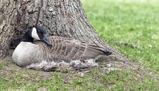 Canada Goose Stock Photo Canada Goose Stock Photo