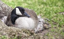Nesting Canada Goose Royalty Free Stock Image Nesting Canada Goose Royalty Free Stock Image