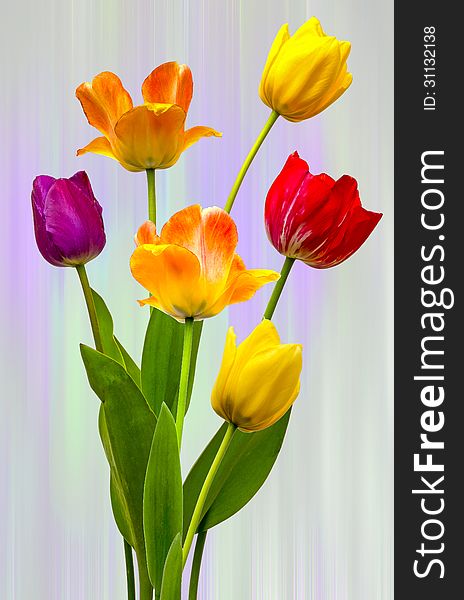 Tulips in full bloom on a multi coloured background