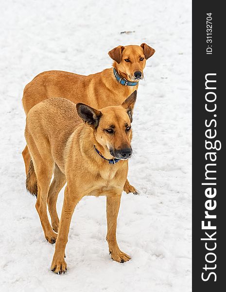 Two Dogs. Snow Spring of 2013. Vitebsk Belarus.